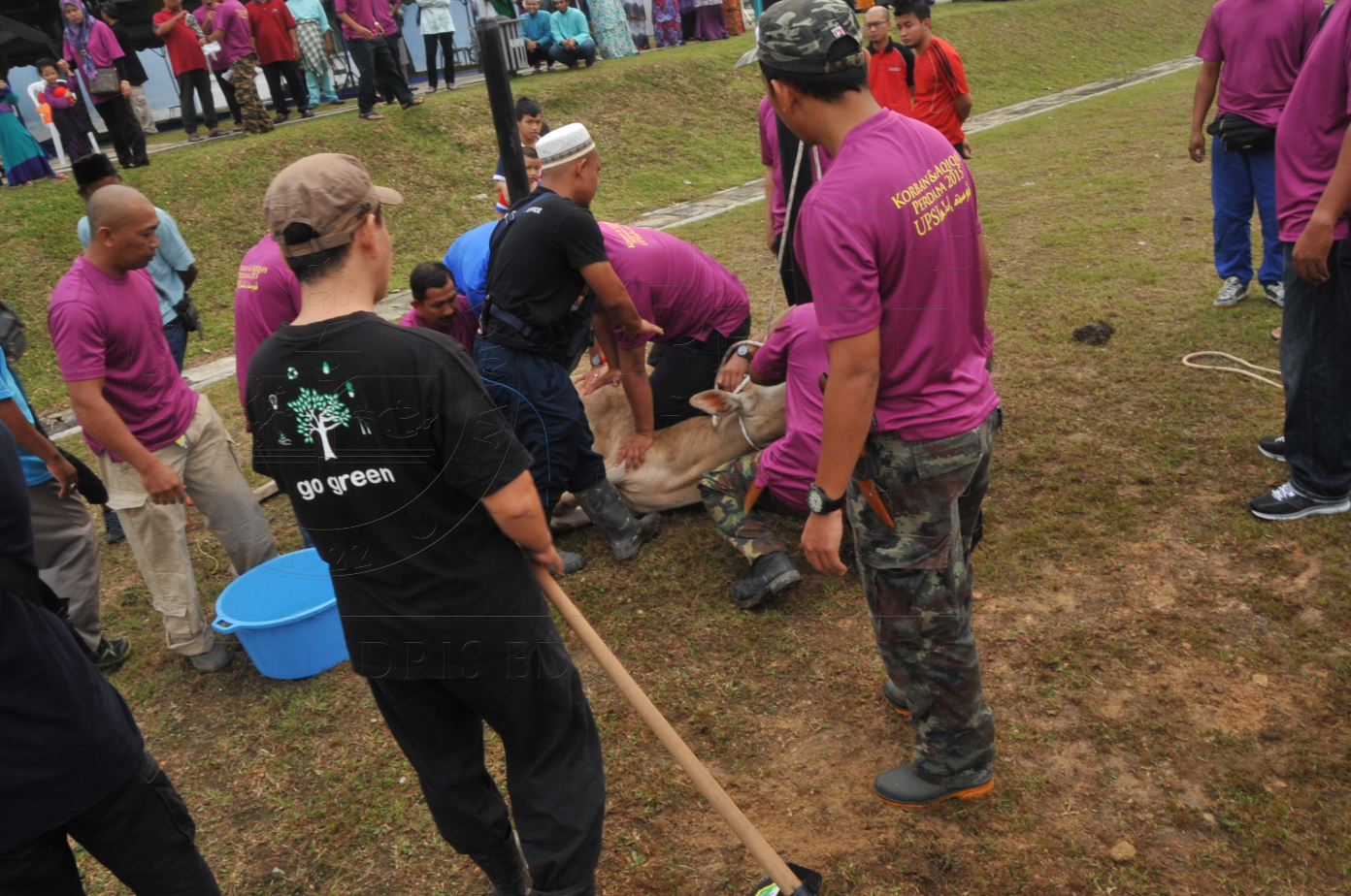 PRO15 150 KORBAN HAS 6692